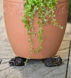 Patas de Maceta para Plantas