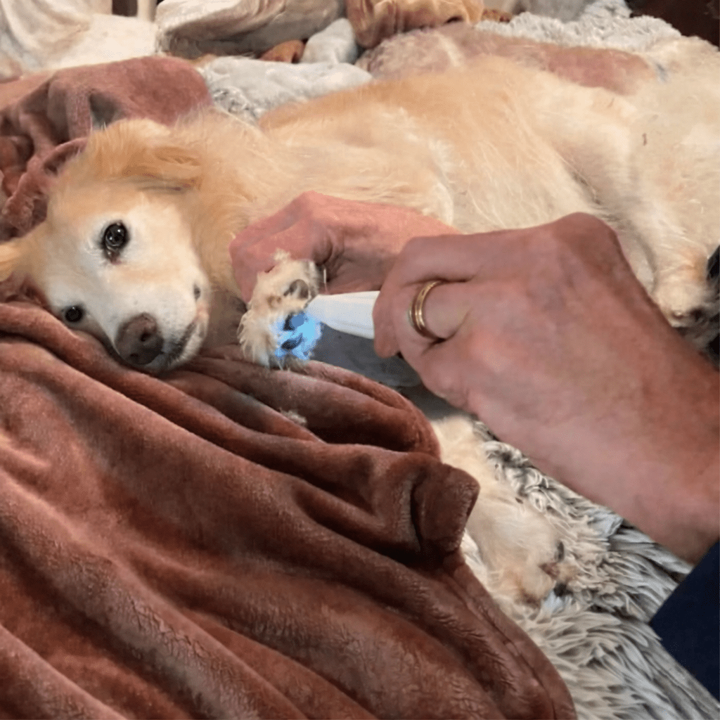 SILENTPET TRIMMER – Cortadora de perros silenciosa para un cuidado suave