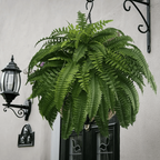 VERDAFERN – Follaje Exterior Resistente a UV