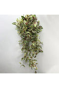 Plantas de Vid