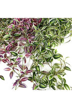 Plantas de Vid