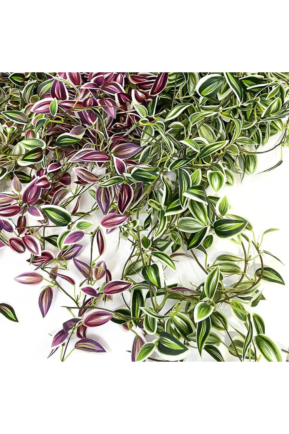 Plantas de Vid