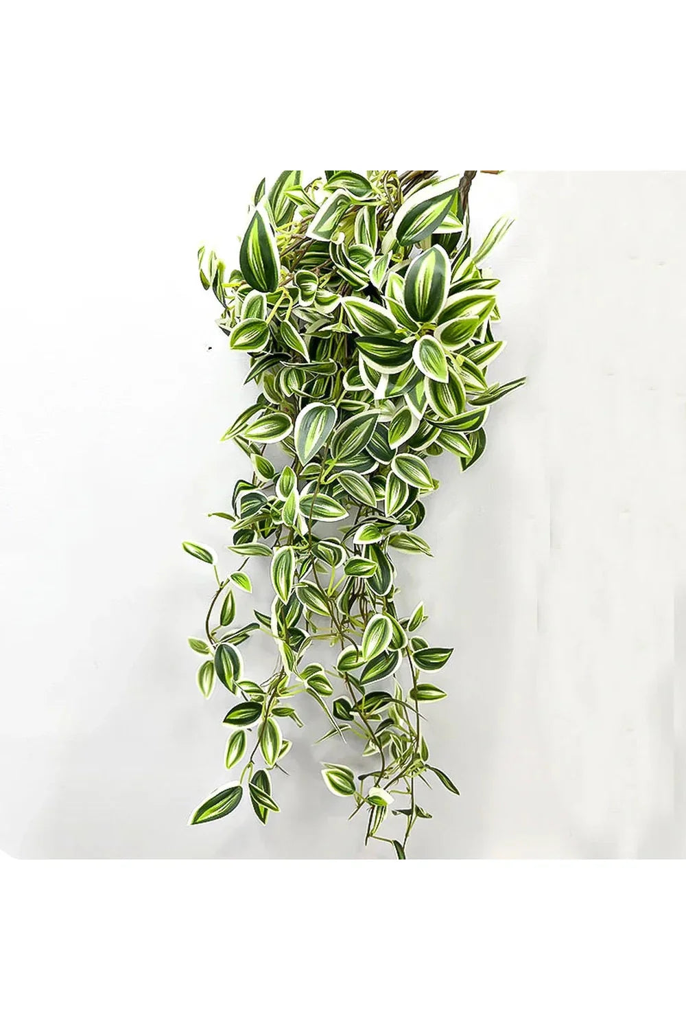 Plantas de Vid