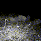 Cámara de Animales Silvestres al Aire Libre con Visión Nocturna