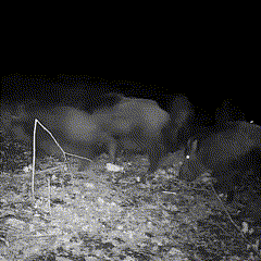Cámara de Animales Silvestres al Aire Libre con Visión Nocturna