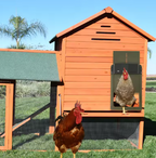 Sistema Automático de Puerta para Gallinero con Opciones de Solar/Batería